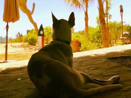 Dog in Cerritos Beach