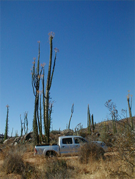 Baja Boojum Tree