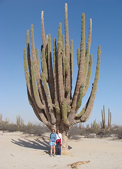 Valle de los Gigantes