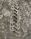 Baja Fossils