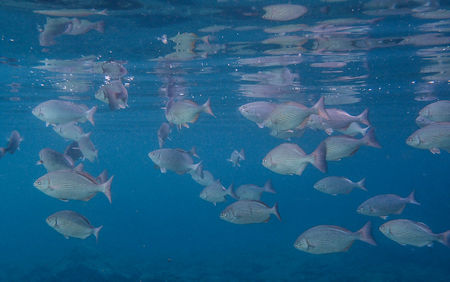 School of Fish Baja
