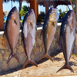 Baja Fishing Report - Summer 2016