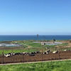 Cows with an Ocean View Baja