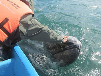 Pet The Calf