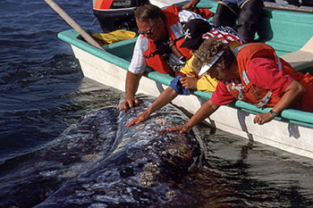 Pet The Whale