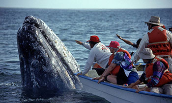 Reach For The Whale