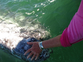 San Ignacio Whales