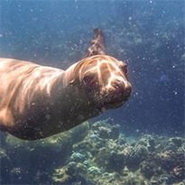 Discovering The World's Aquarium